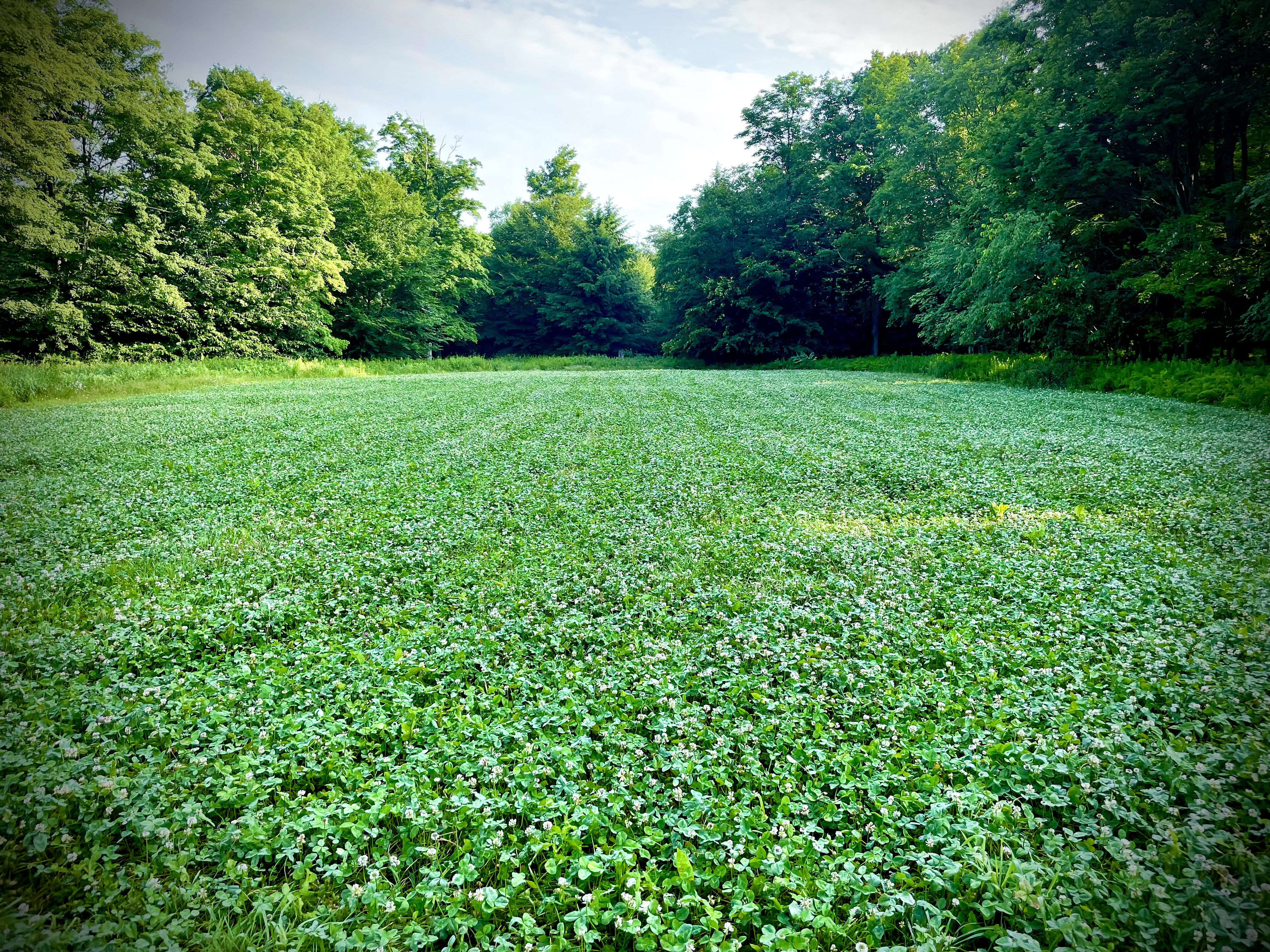 Food Plots